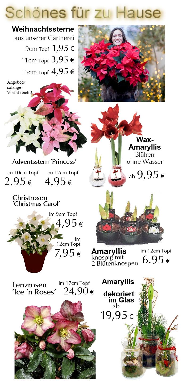 Advent24Angebote
